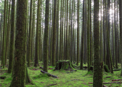 Bhutan Nature